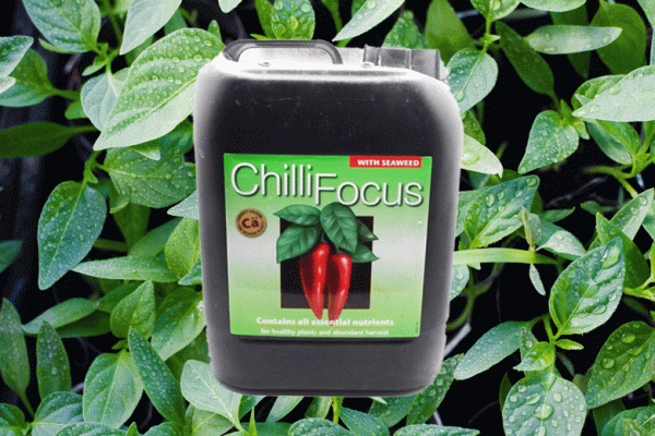 Growing-with-Chilli-Focus