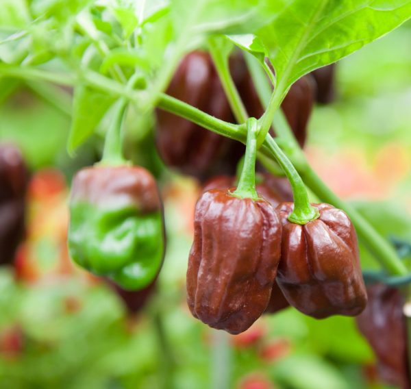 Fine grown chocolate habanero