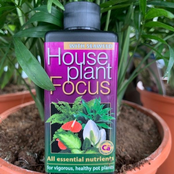 houseplantfocus
