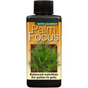 Palm Focus