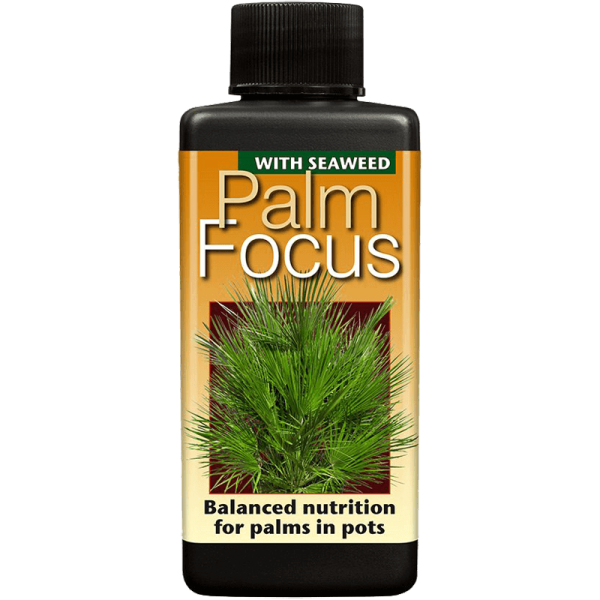 Palm Focus